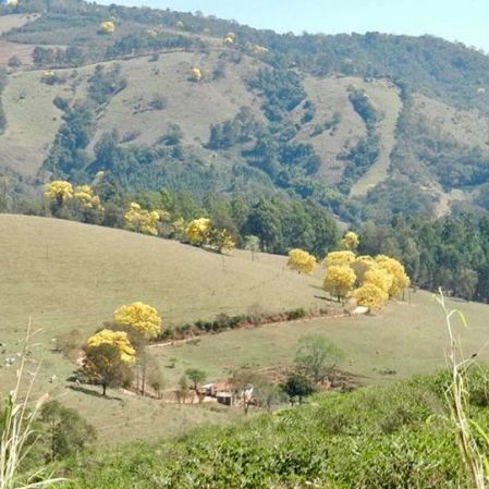 Lindos ipês colorem a paisagem em Caconde (SP), em foto enviada por Laura Camelo em 31.8.2017.