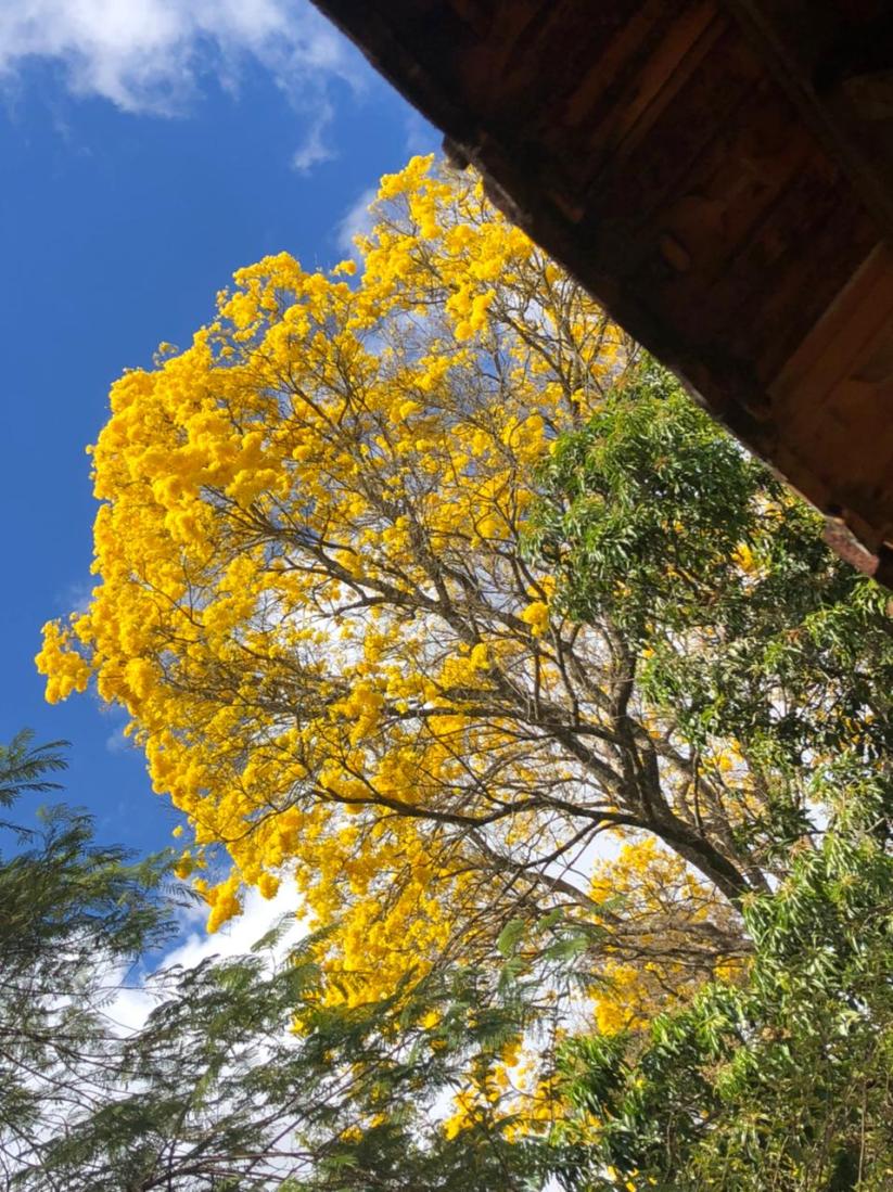 Lindo ipê amarelo fotografado em Juatuba (MG), em 8.8.2021. Foto: CMC